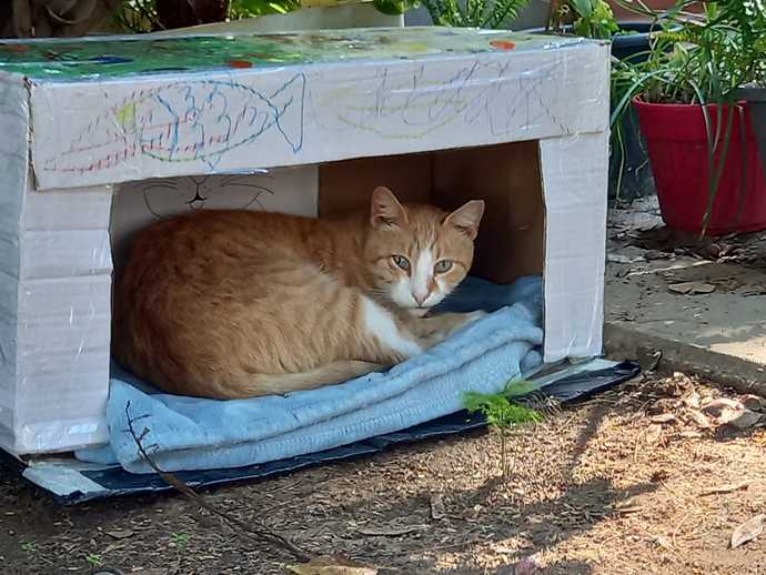 cat shelter